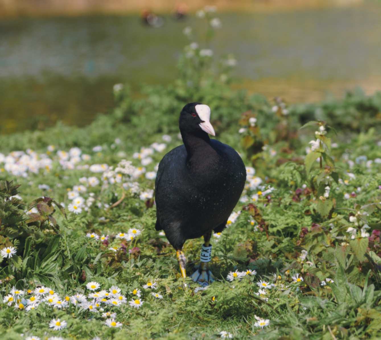 Eurasion Coot